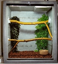 After martket Chondro viv