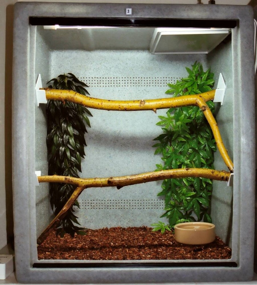 After martket Chondro viv