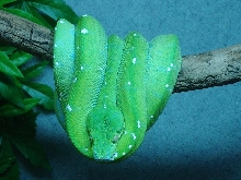 female Aru