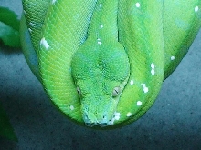 Aru