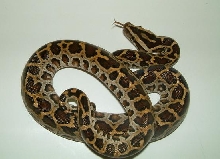 UK CB Dwarf Burmese Male
