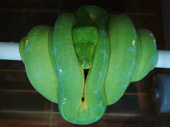 '02' female sorong