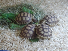 Sulcata's 14 wk's old