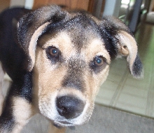 duke 1