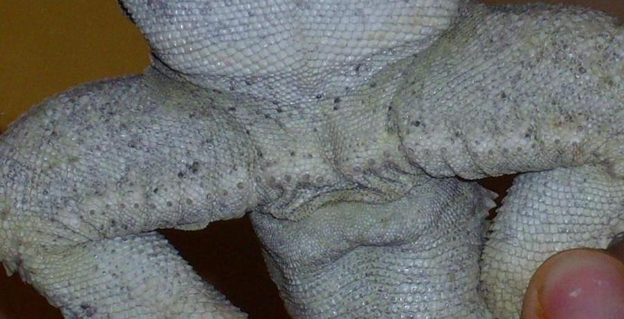 male/female2