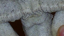 male/female