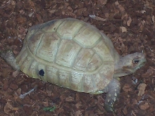 Subadult "Glacier" Leopard