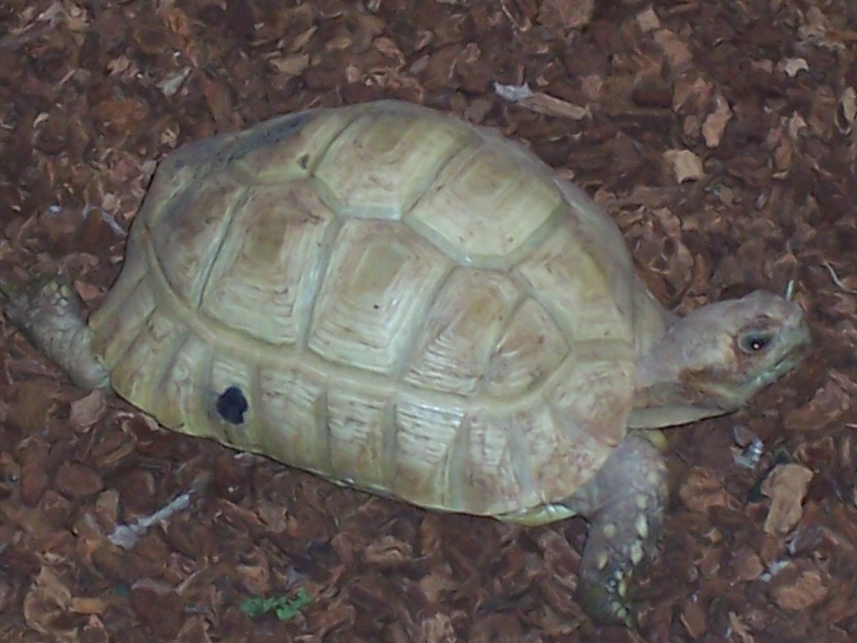Subadult "Glacier" Leopard