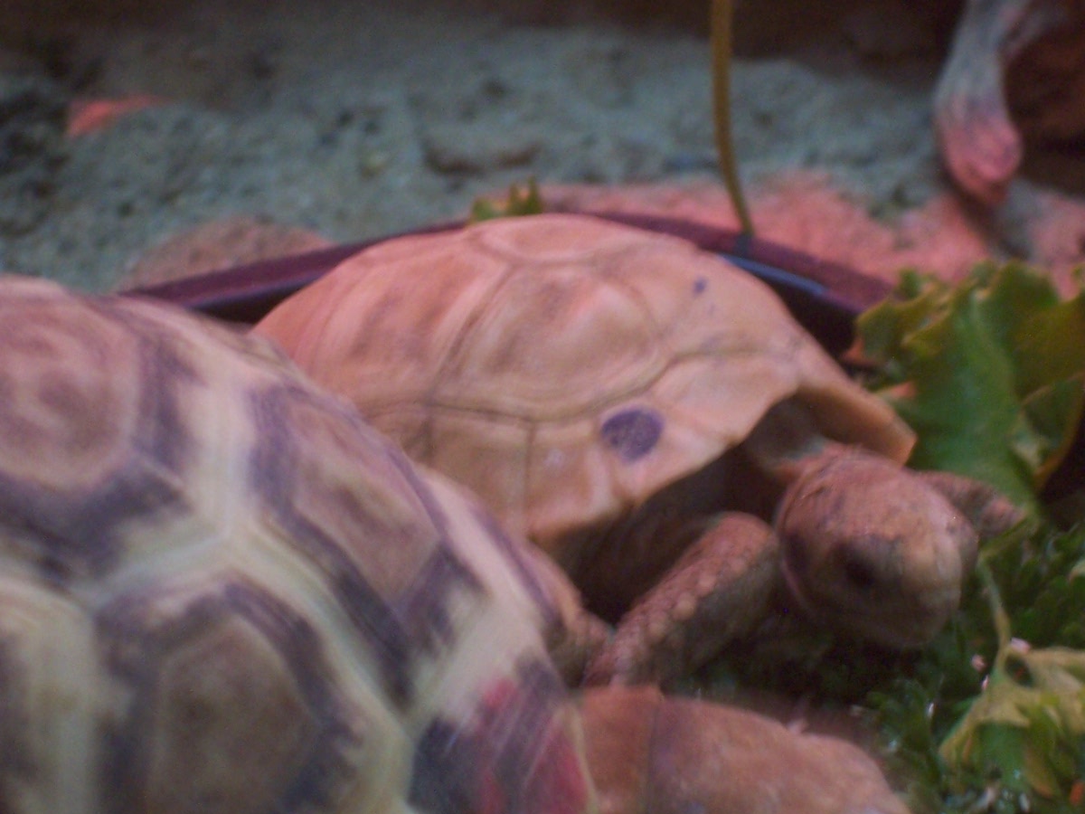 Hatchling "Glacier" and Siblings