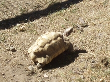 Young Adult "Glacier" Leopard Tortoise