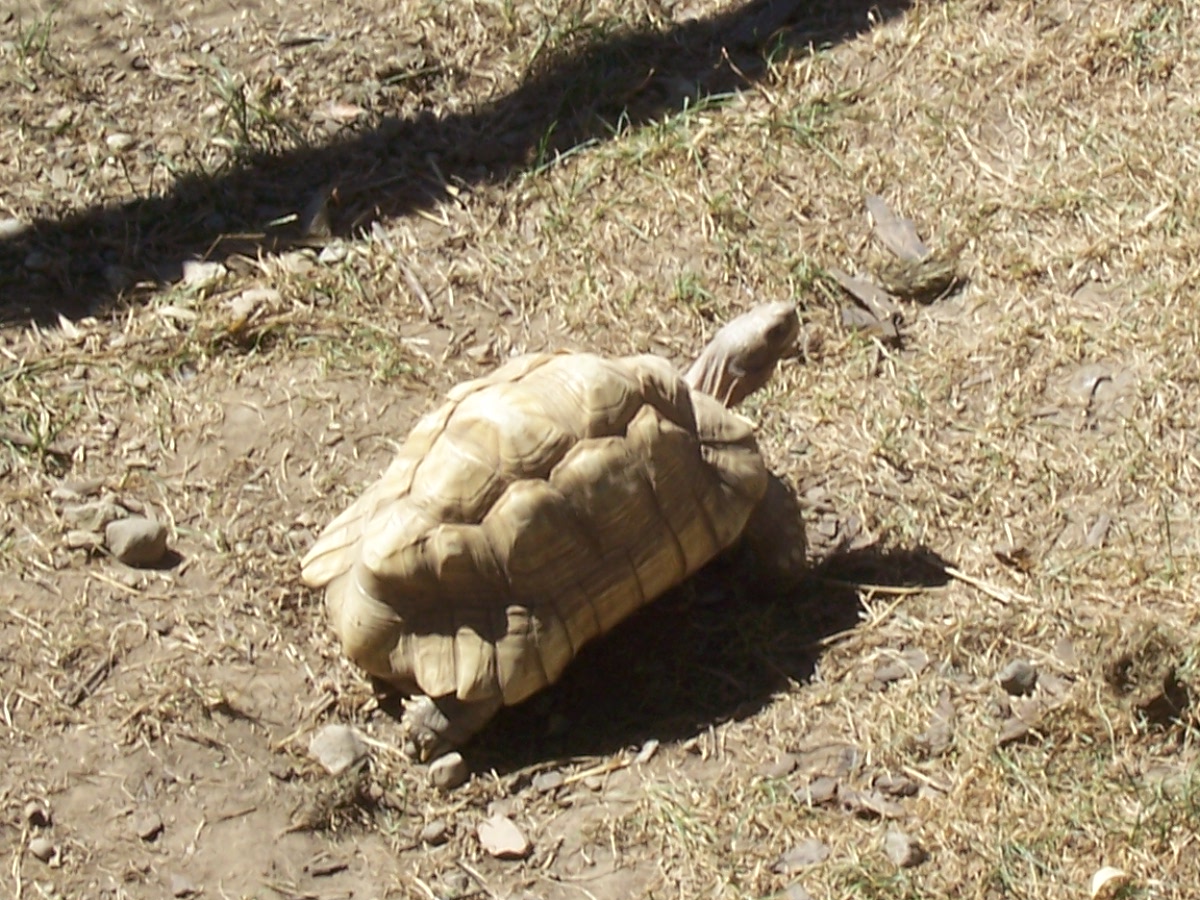 Young Adult "Glacier" Leopard Tortoise