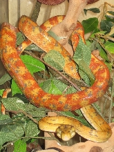 Female Amazon