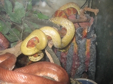 Yellow male breeding cali female