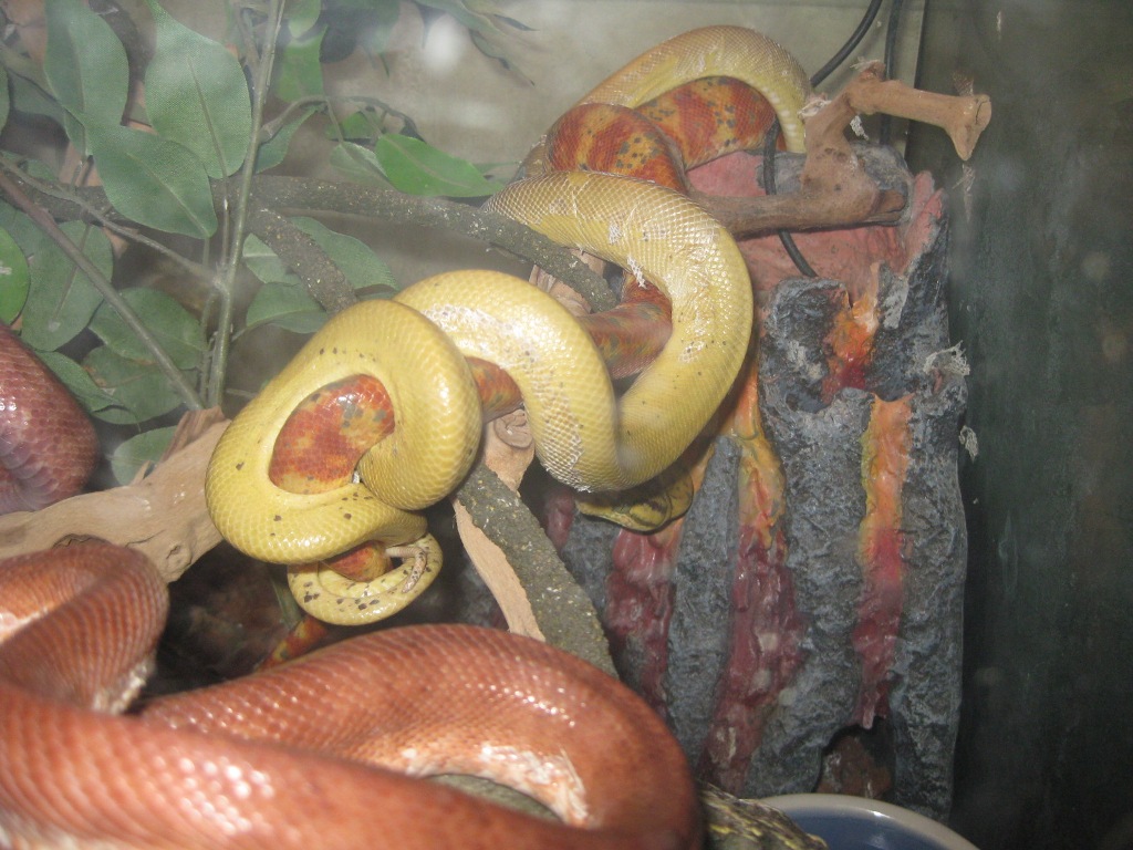 Yellow male breeding cali female