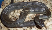 green stripe diones