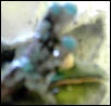 White-lip- blue toe pads