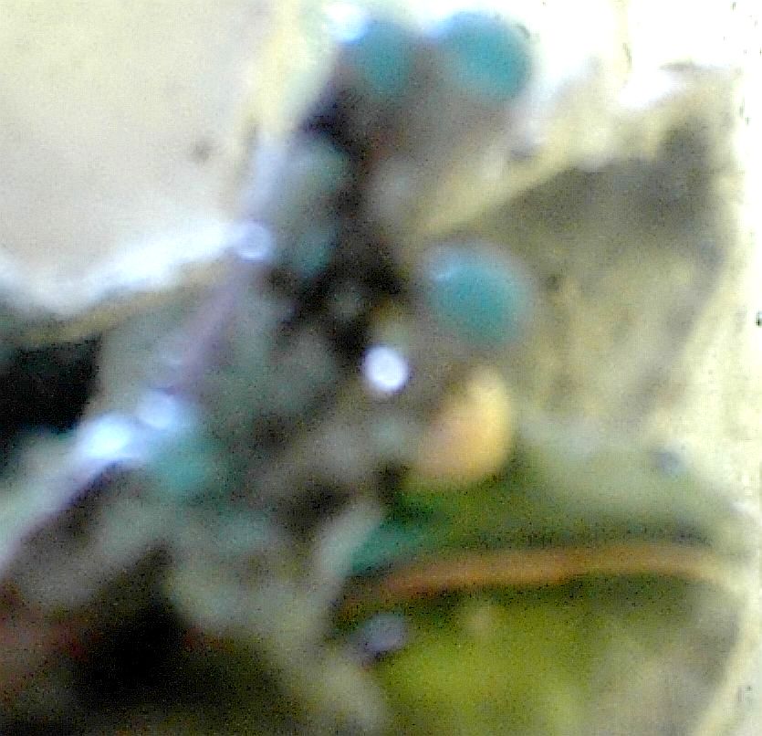 White-lip- blue toe pads