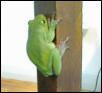 Male White-Lipped Tree Frog