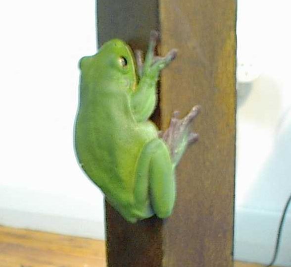 Male White-Lipped Tree Frog