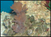 Saltwater - Austin Aquariums