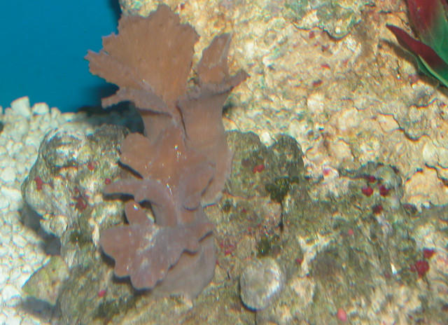 Saltwater - Austin Aquariums