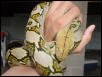 Ambon Yellowhead