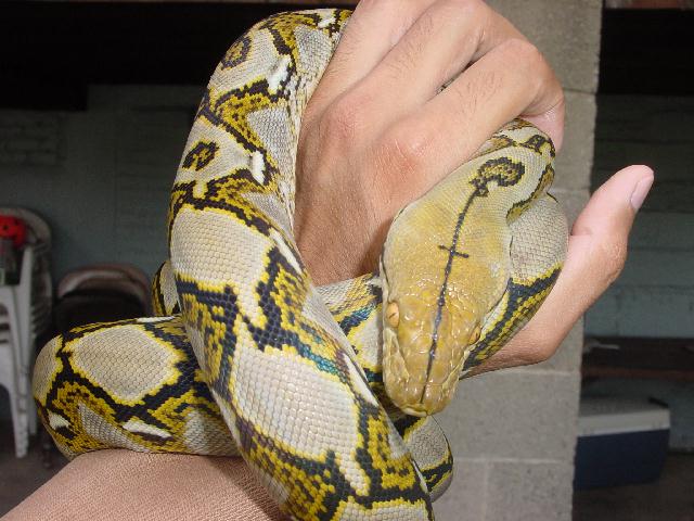 Ambon Yellowhead