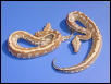 Partialy striped blood python
