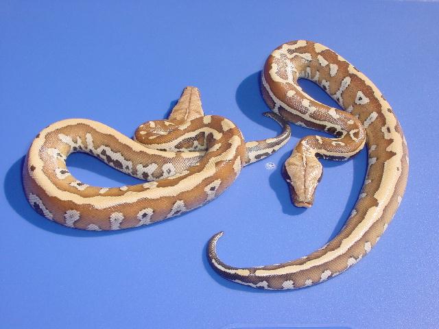 Partialy striped blood python