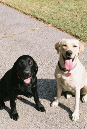 Big Dawgs