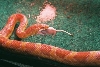 My pretty albino loves to eat too!
