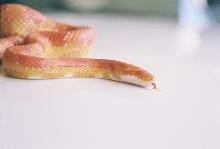 My First Snake