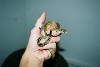 My Second Snake