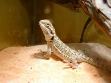 My First Beardie