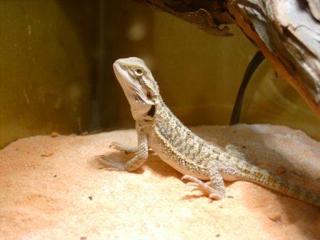 My First Beardie