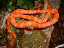 My Amel on his new branch