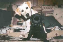 Bailey's New Friend