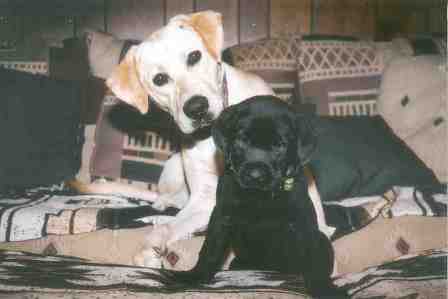 Bailey's New Friend