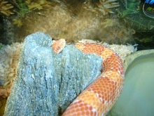 Looking in a log
