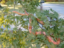 Albino Corn in a Tree