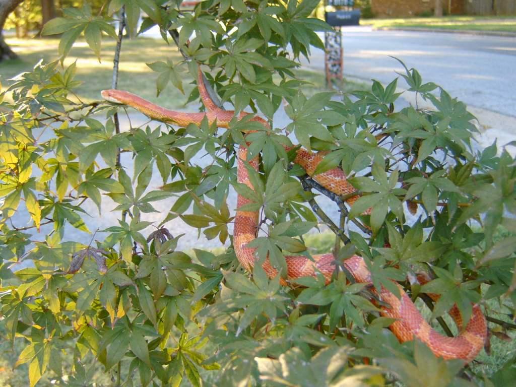 Albino Corn in a Tree