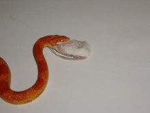 Another Yummy Mouse!