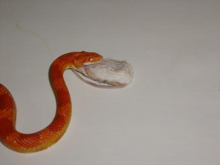 Another Yummy Mouse!