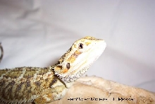 HorseShoe Eyes