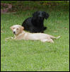 Mickey & Buddy