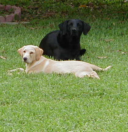 Mickey & Buddy