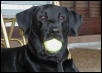 Here's Bud