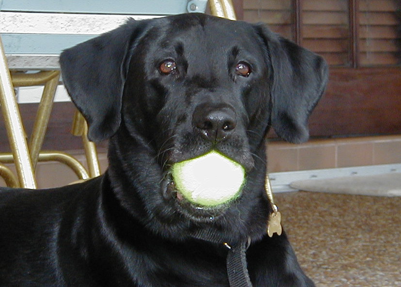 Here's Bud