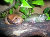 Shmeagal and Samara