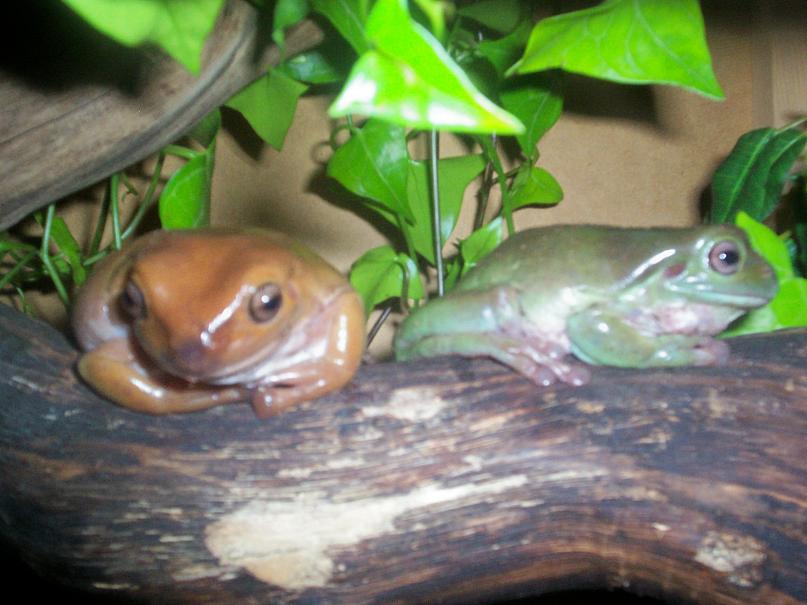 Shmeagal and Samara